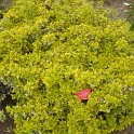 Euonymus fortunei 'Emerald'n'Gold'